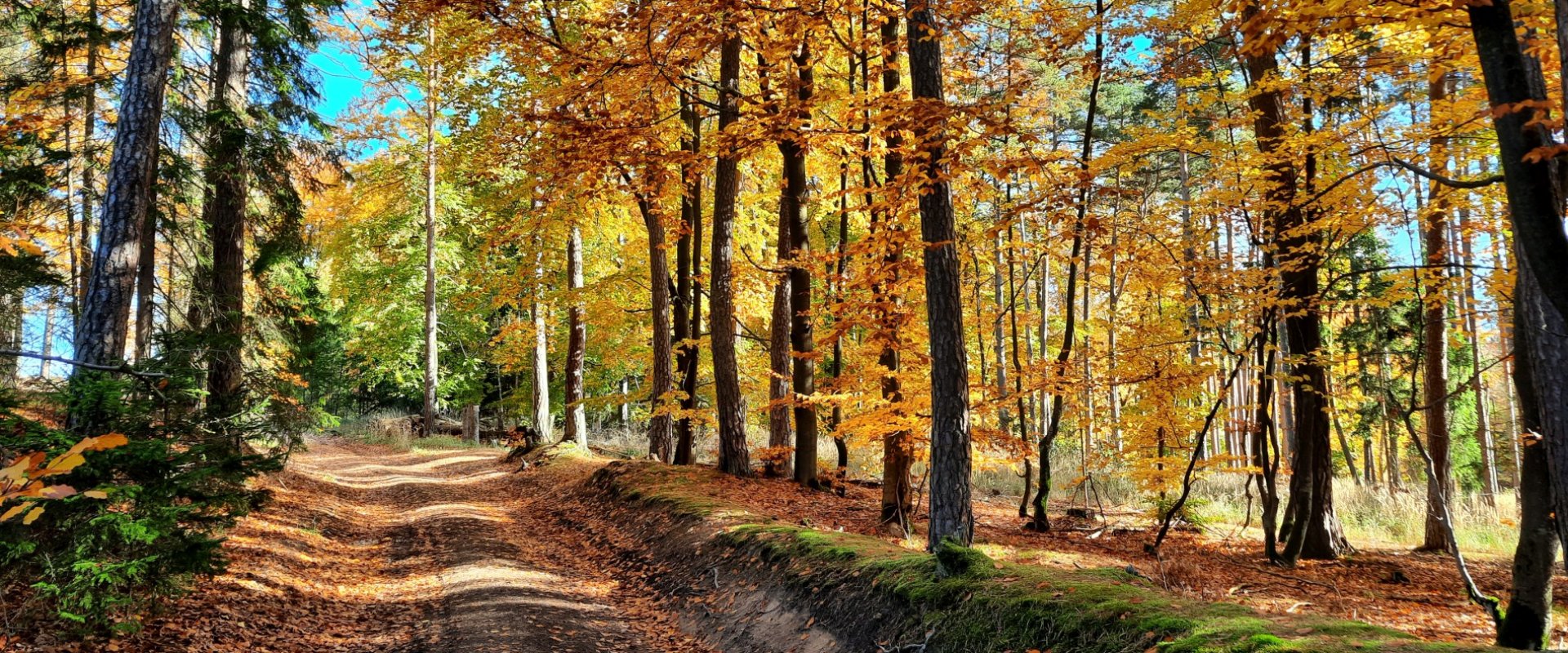 Měnič obrázků - fotografie